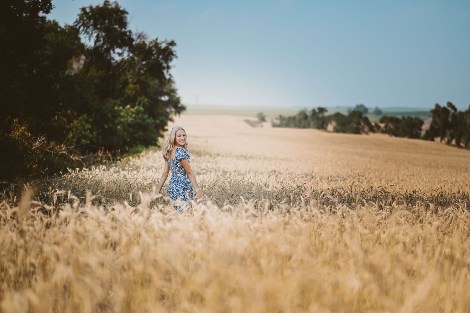 Senior girl in a blue dress walks through a golden wheat field on a sunny summer day.