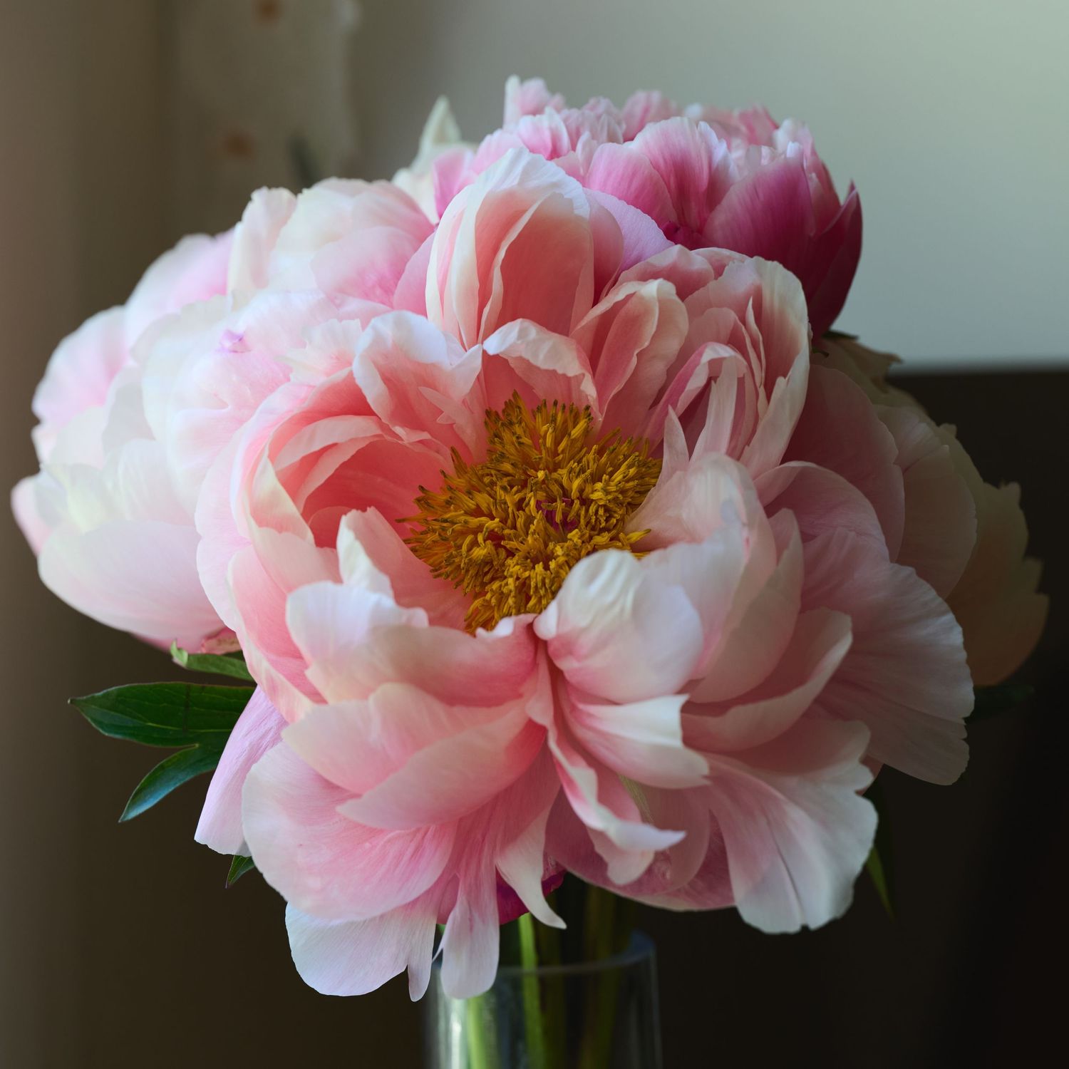 A delicate pink peony bloom with ruffled petals and golden center sits in soft lighting against a neutral background.