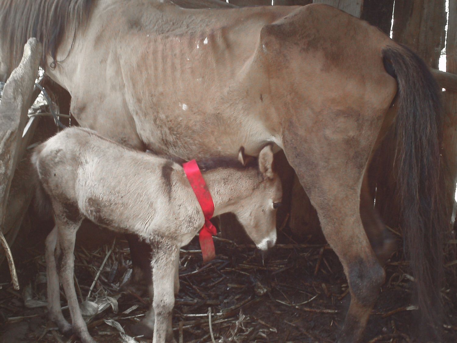 A newborn foal with a red collar nursing from its mother cow in a rustic barn with hay on the floor.