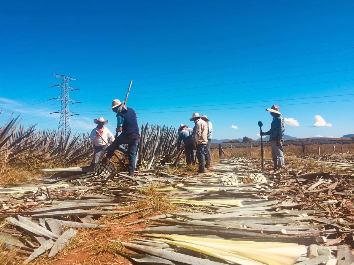 Workers harvesting agave plants in a sunny field in Mexico, with power lines and blue sky in the background.