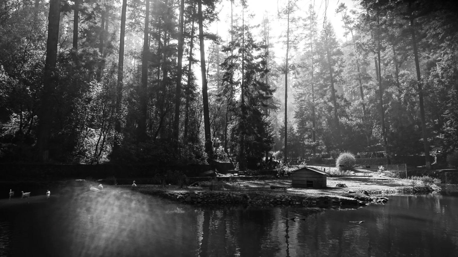 Black and white forest scene with tall trees reflected in a calm misty river or lake.