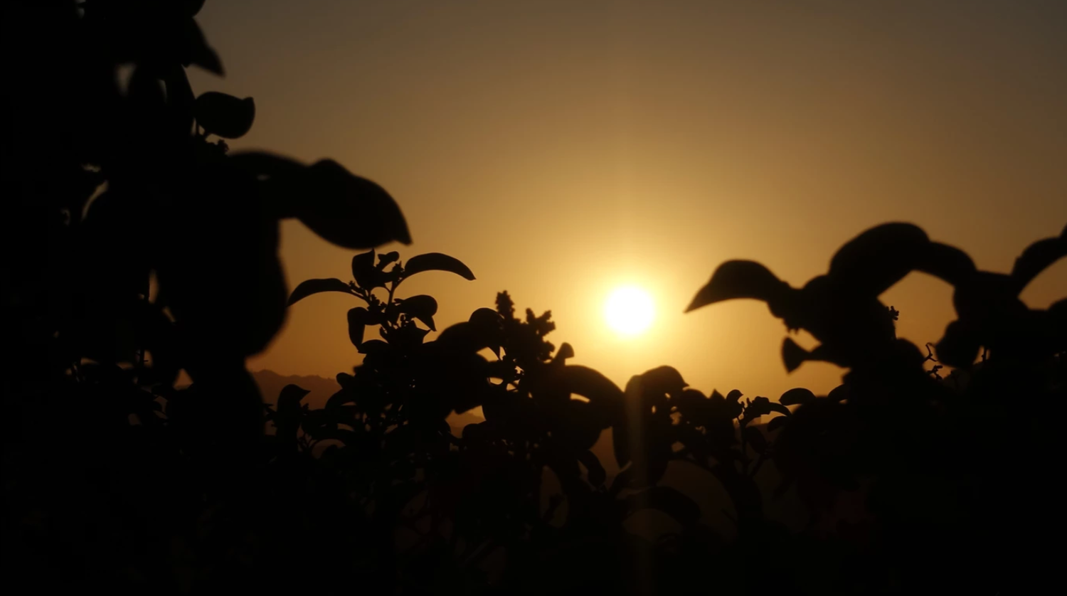 Silhouette of leafy plants against a warm golden sunset sky in a field.