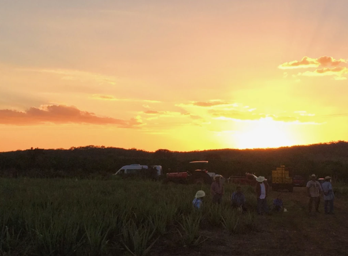 Workers harvesting crops in a lush green field during a stunning golden sunset in a rural landscape.