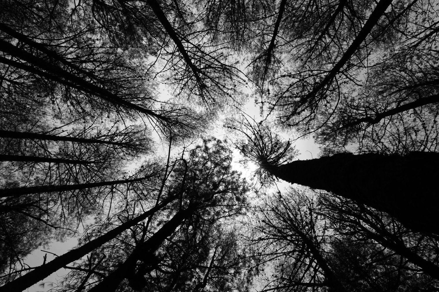 Black and white upward view of tall bare trees converging toward a dramatic sky in a dense forest.