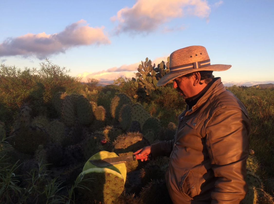 Man in cowboy hat harvesting prickly pear cactus in desert landscape at golden hour sunset.