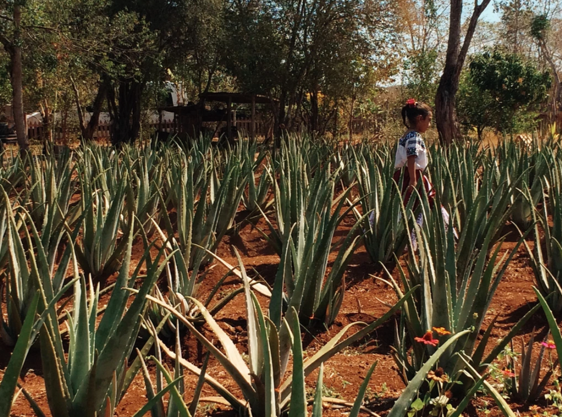 Person walking through rows of aloe vera plants on red soil farm with trees in background.