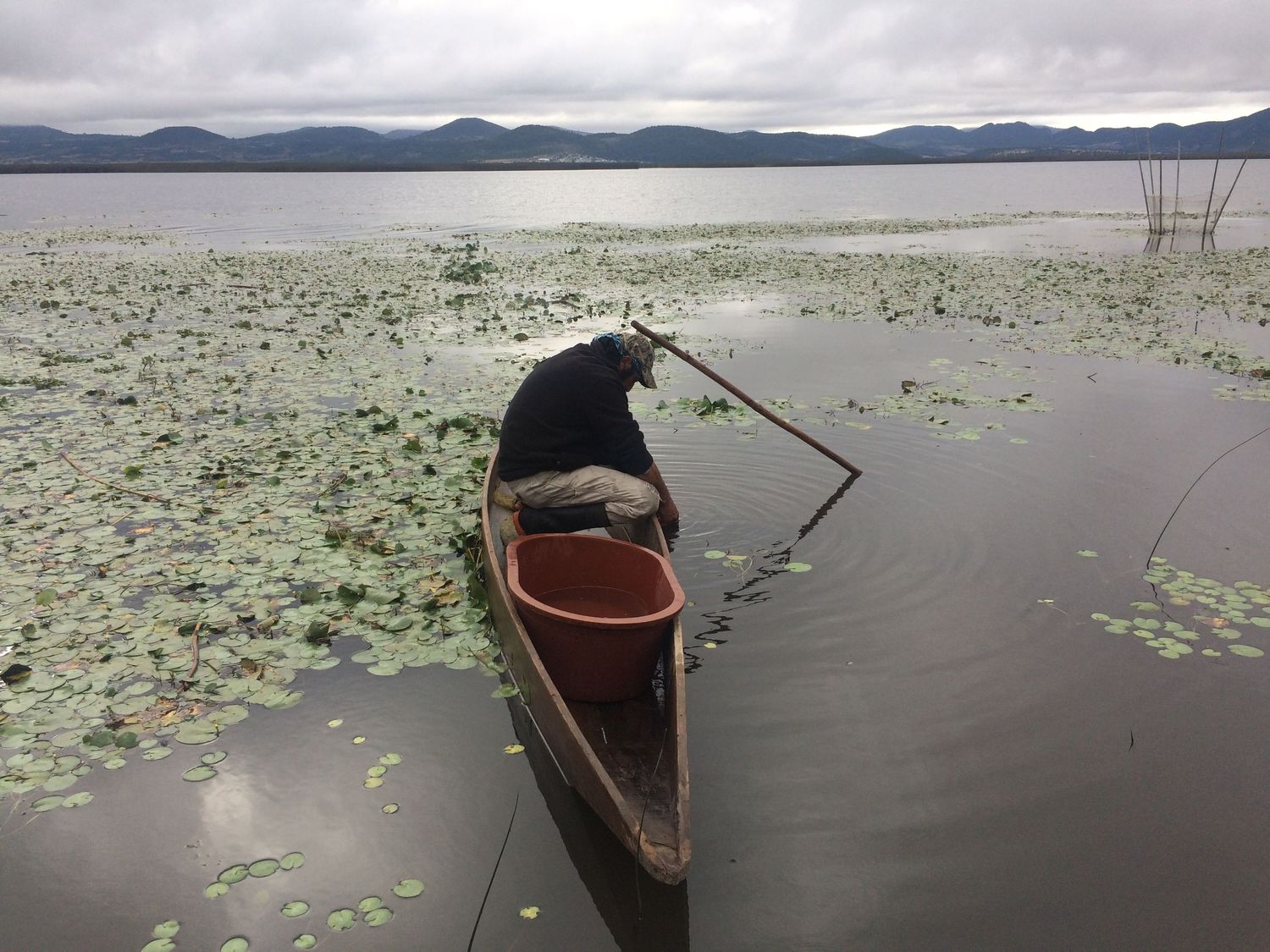 A fisherman leans over a wooden canoe surrounded by lily pads on a tranquil lake.