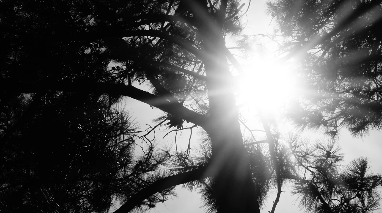 Black and white photo of sunlight streaming through pine tree branches against a bright sky.