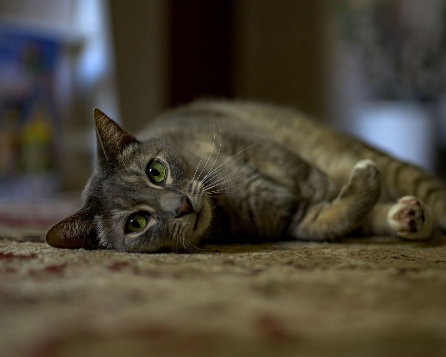 A tabby cat with bright green eyes lying on its side on a patterned rug indoors.