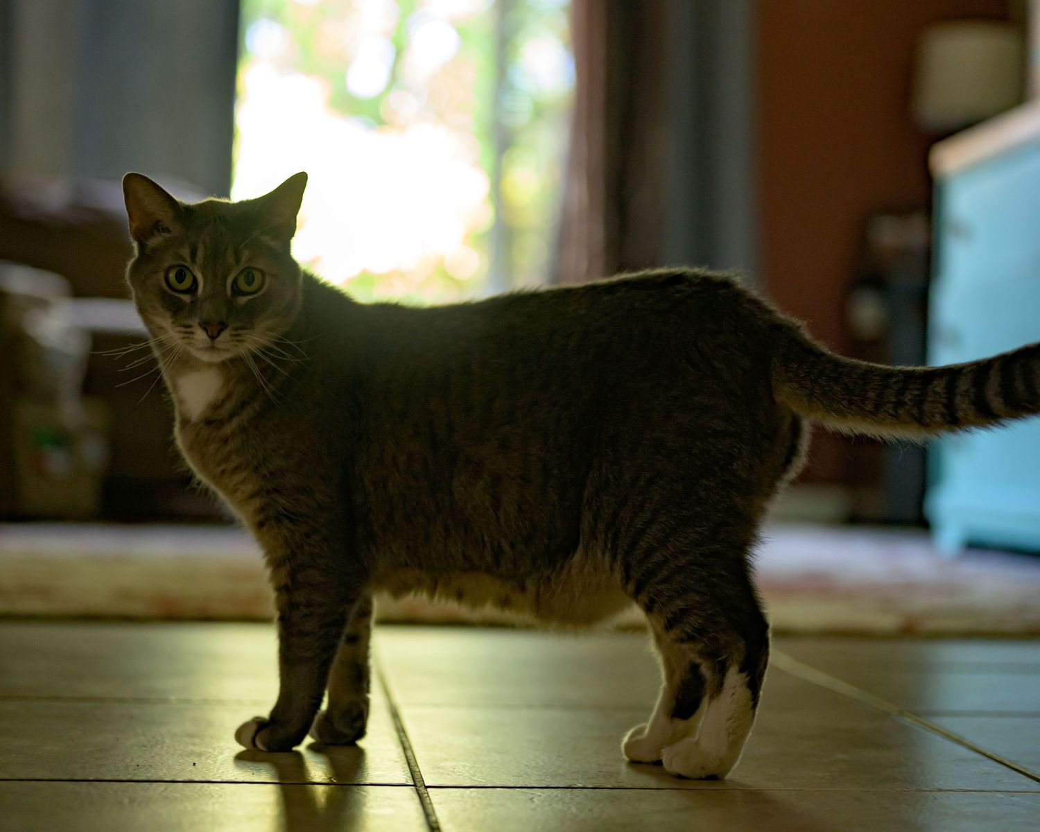 A tabby cat with white paws stands alert on a tiled floor indoors, looking toward the camera with bright eyes.