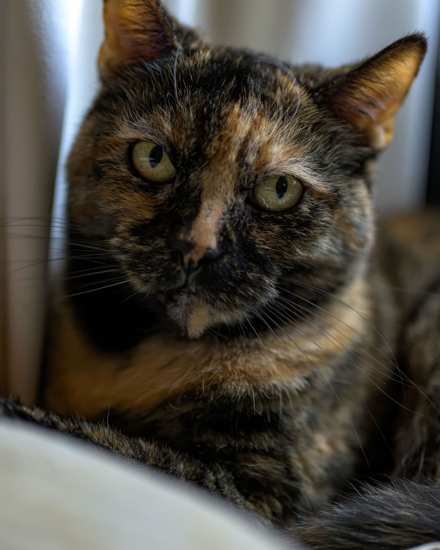 A tortoiseshell cat with green eyes resting indoors, displaying its distinctive black and orange fur pattern.