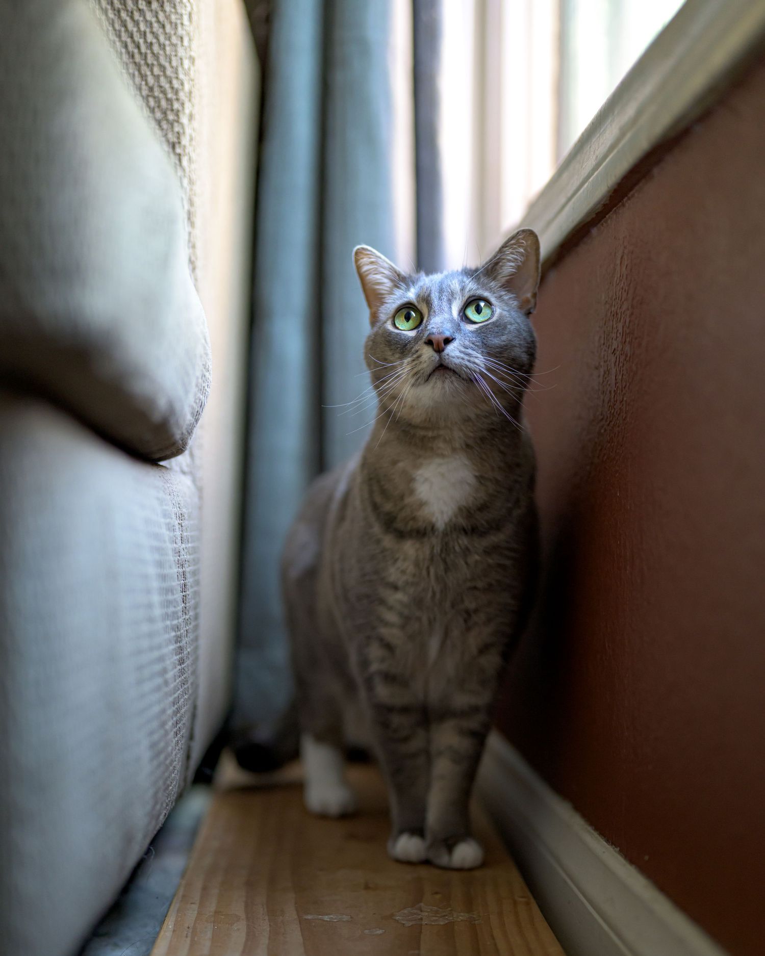 Gray tabby cat with green eyes standing between a sofa and curtain on hardwood floor.