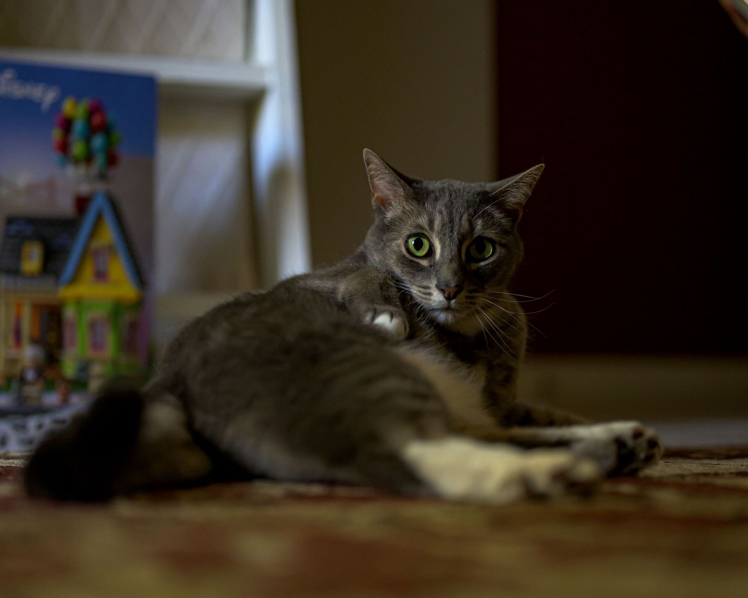 Gray cat with white paws lounging on a rug near a LEGO Up movie box.