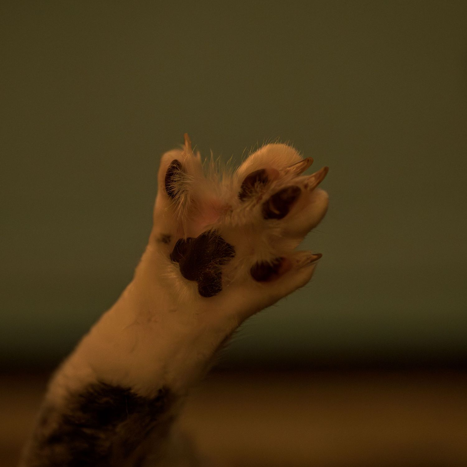 Close-up of a cat paw with dark toe beans and sharp claws raised against a dark green background.