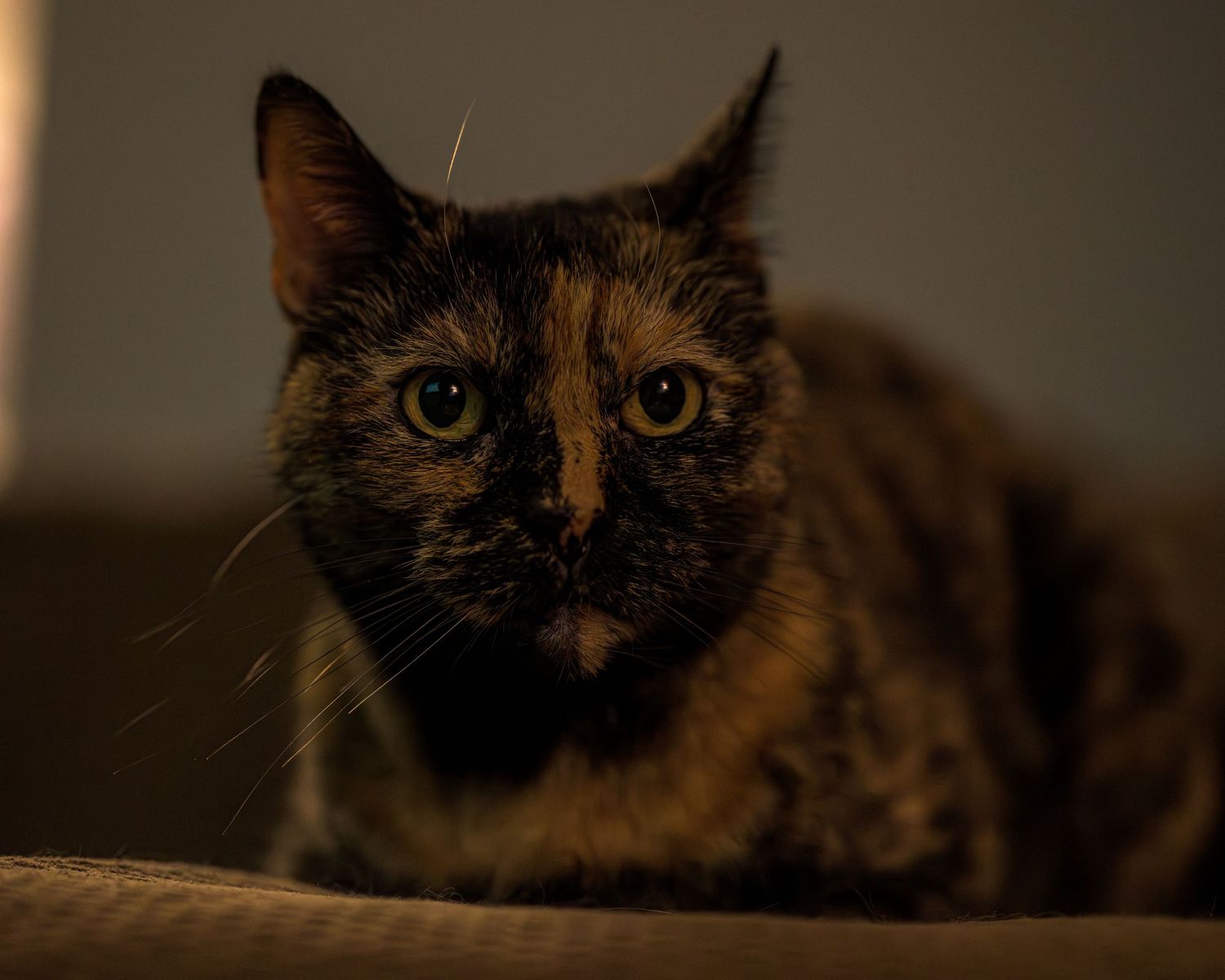 A tortoiseshell cat with golden eyes sits alert in dim lighting, showcasing its dark brown and orange patterned fur.