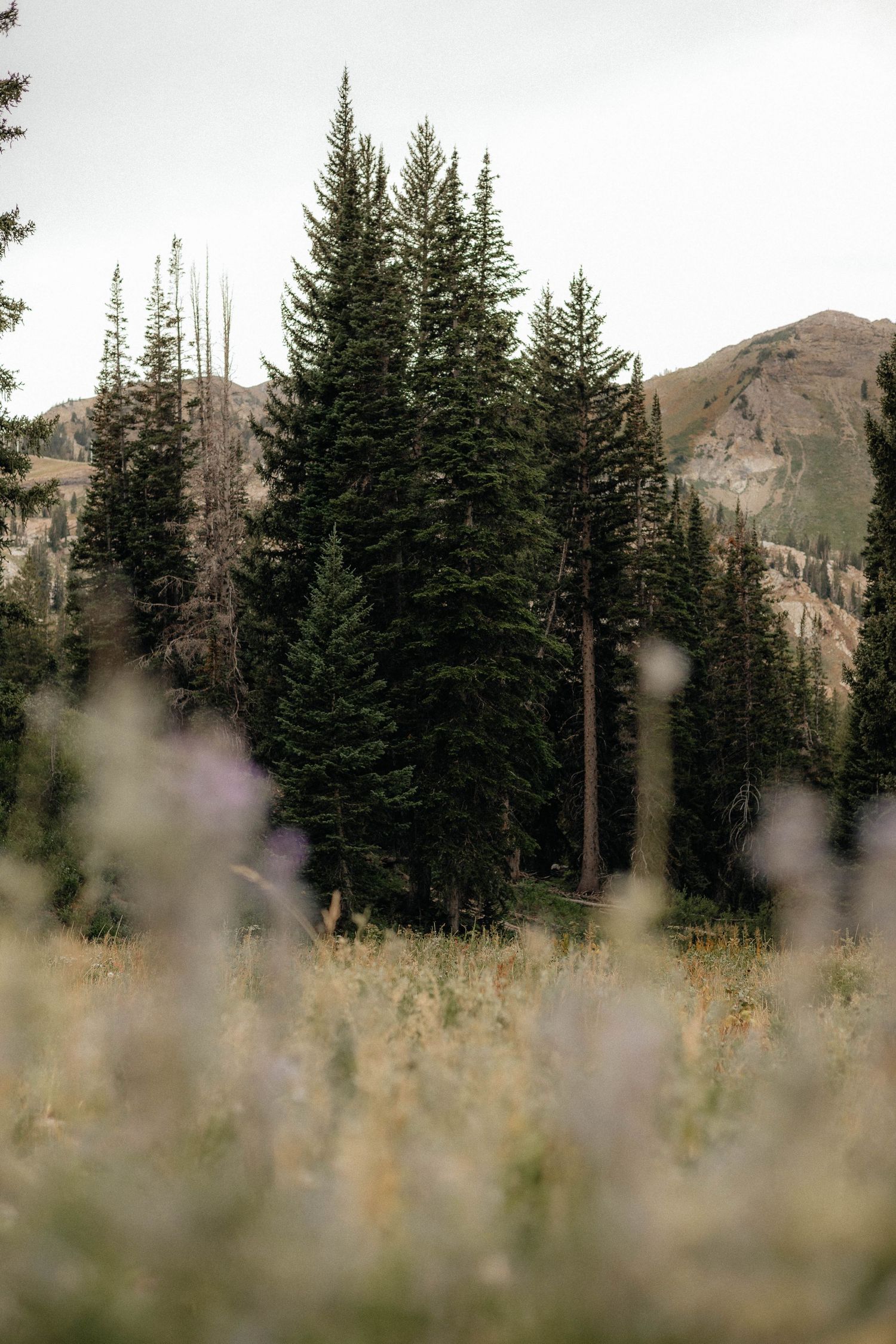 A scenic landscape with tall pine trees and a mountainous backdrop in the distance.