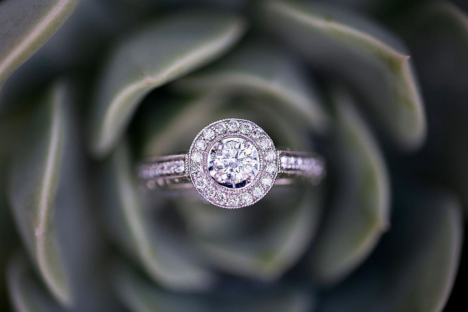 Close-up view of a sparkling diamond engagement ring with intricate halo design and pave band setting.