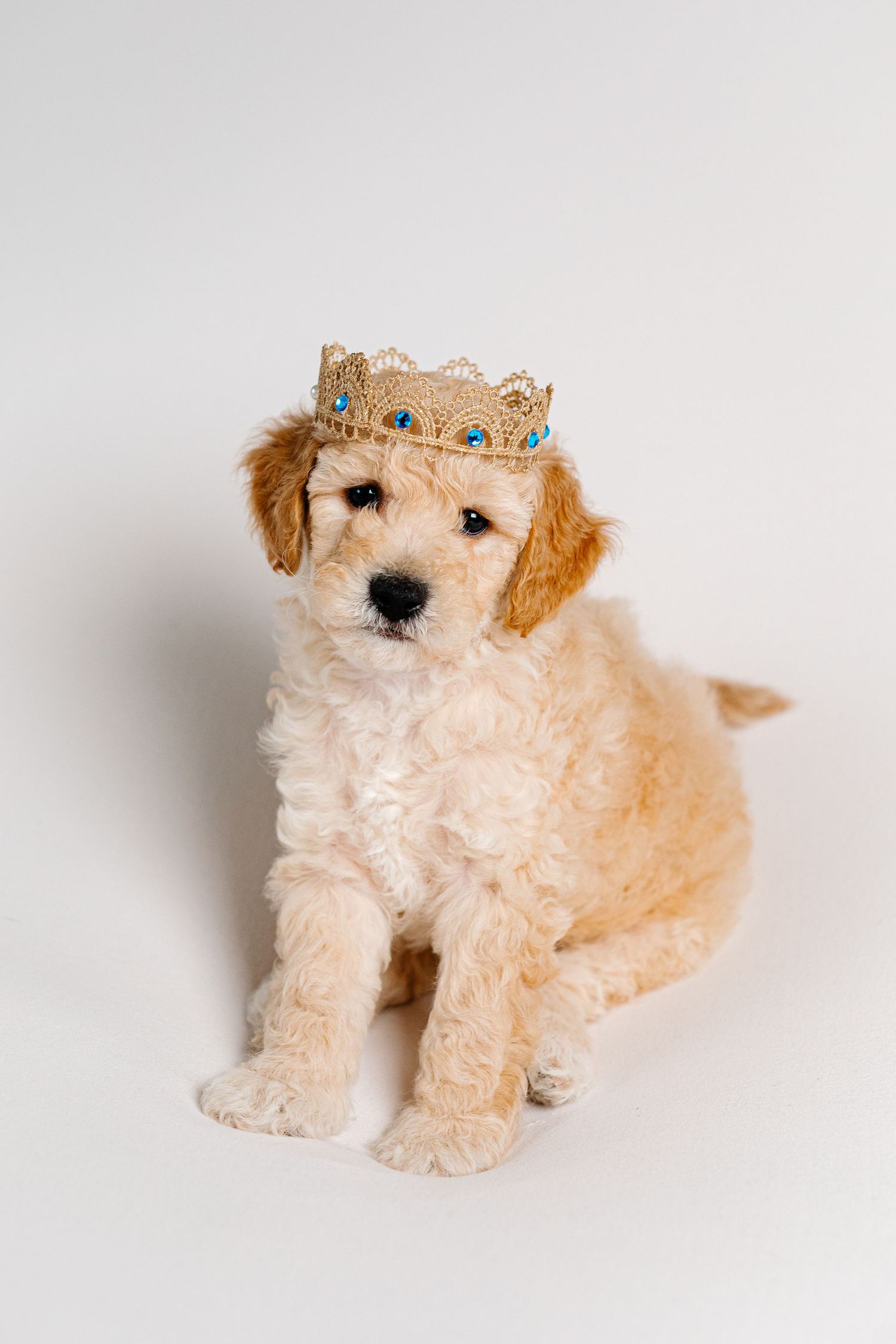 Mini Golden Puppy is photographed wearing a crown on a white backdrop at The Workspace at The Wurlitzer in North Tonawanda, New York.