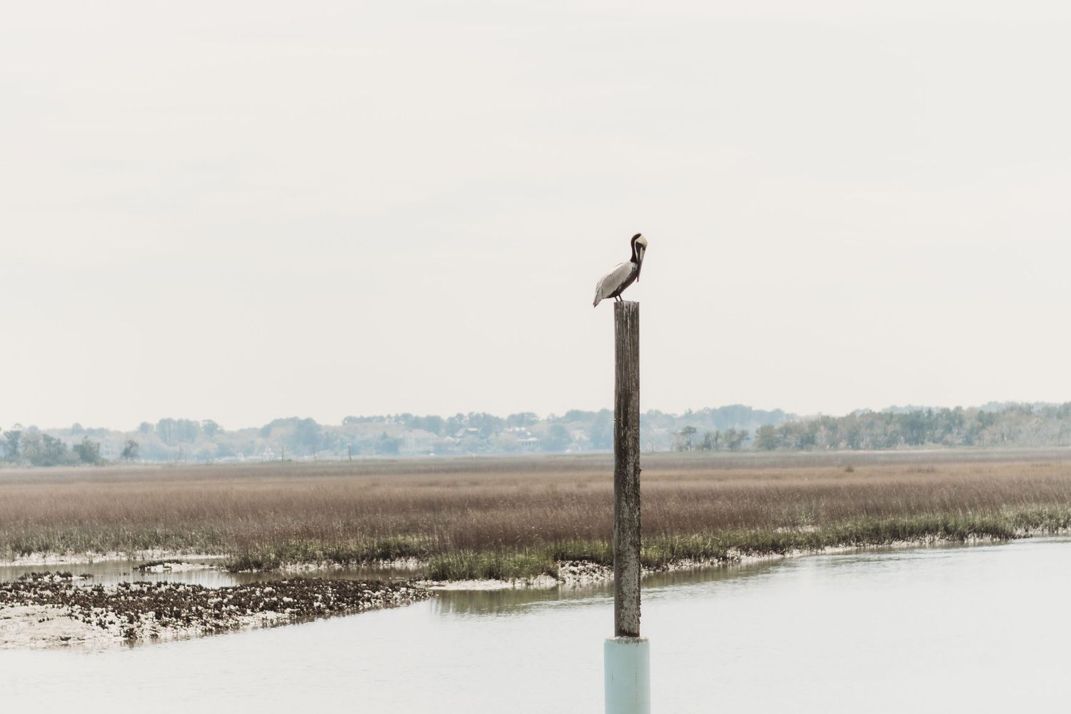 A solitary bird perches atop a wooden post in a calm marsh waterway with wetlands and misty sky.