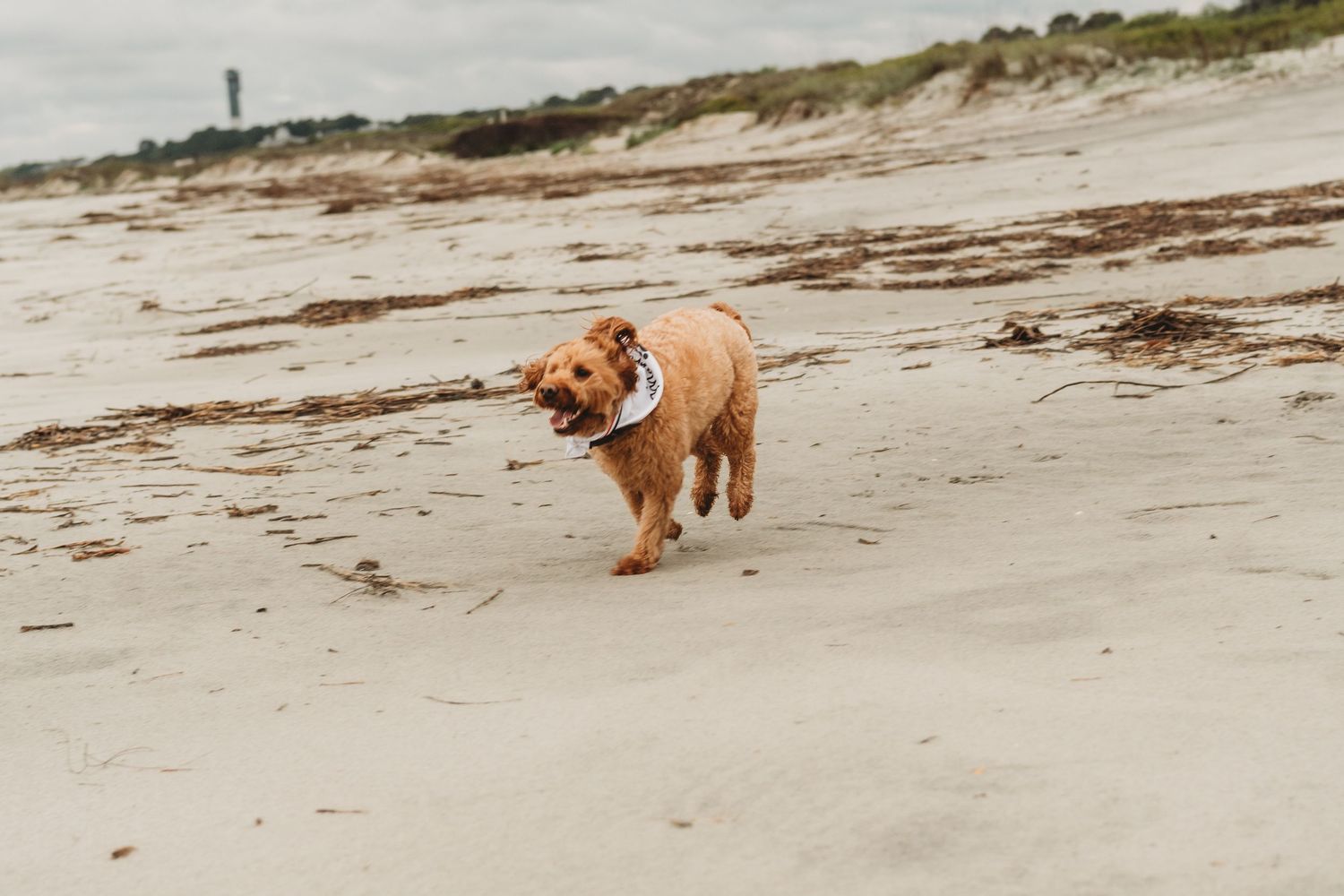 Golden retriever dog running on sandy beach carrying frisbee on overcast day with lighthouse in background.