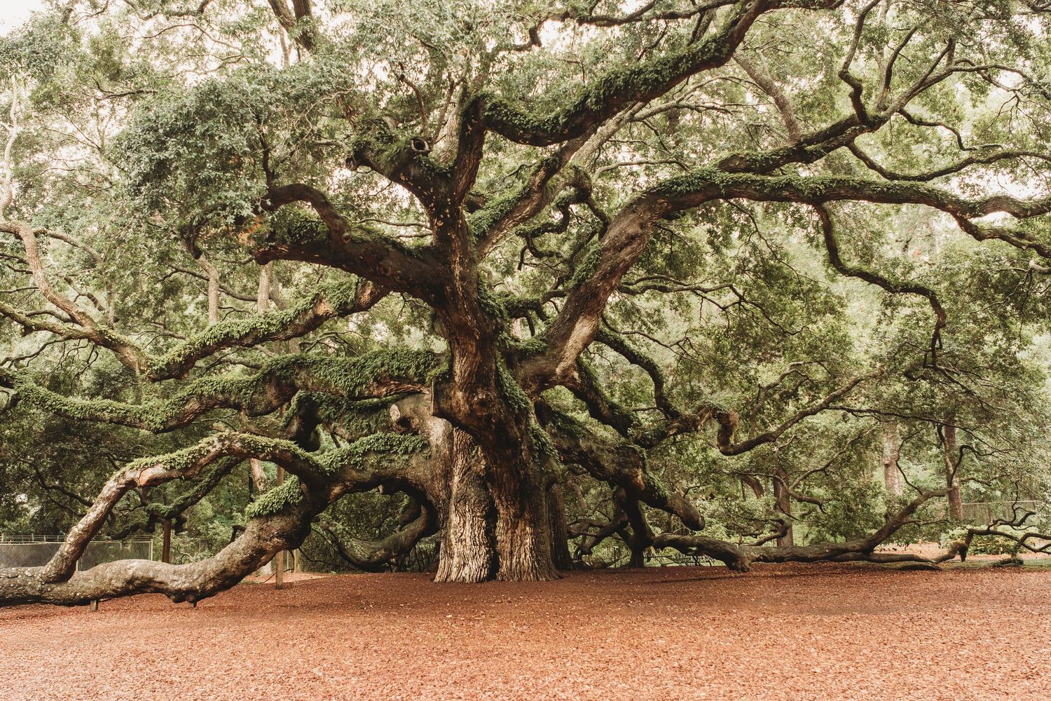 Ancient Angel Oak tree with massive twisted branches spreading wide, surrounded by red clay ground in South Carolina.