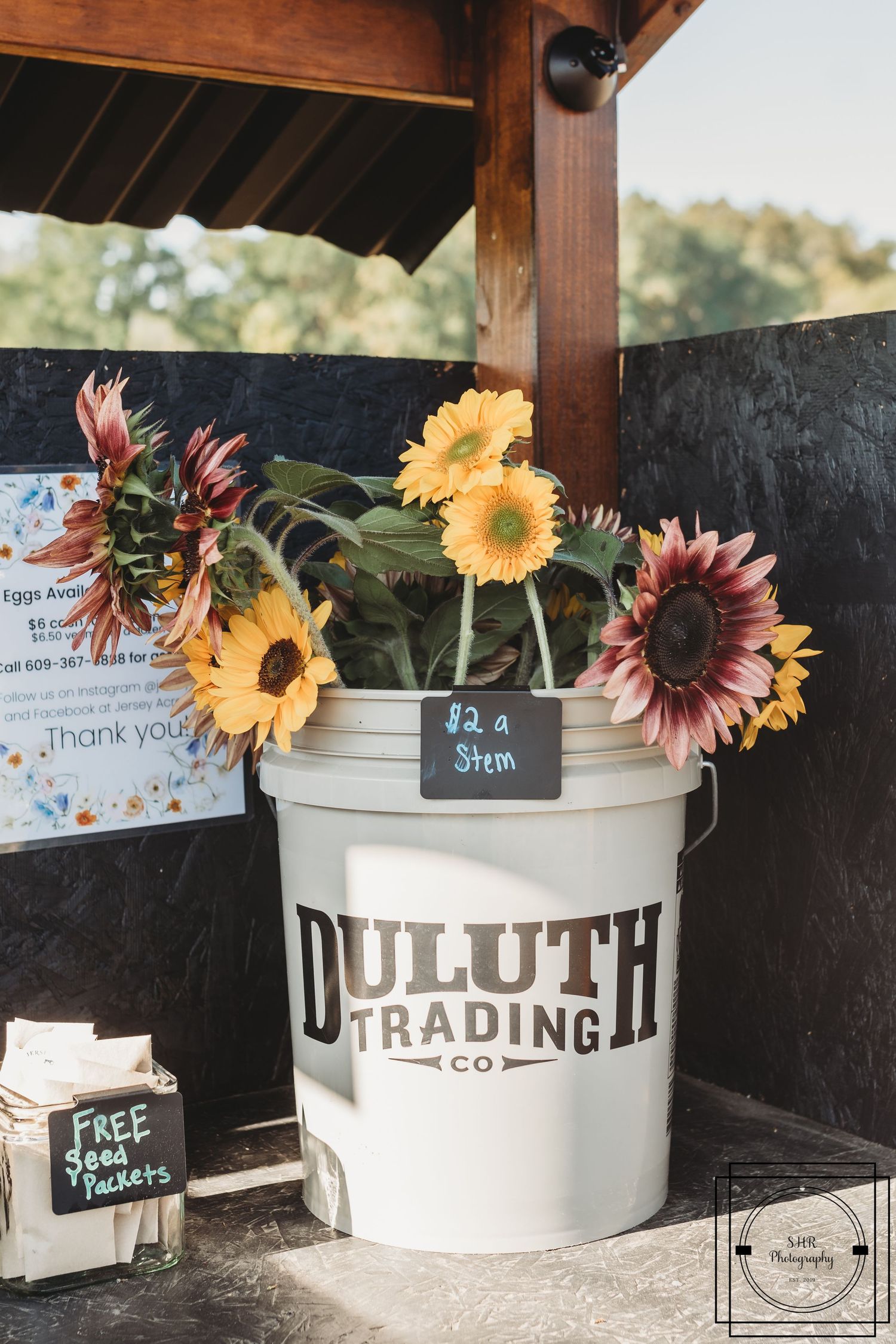 Duluth Trading Co buckets filled with sunflowers and price signs.