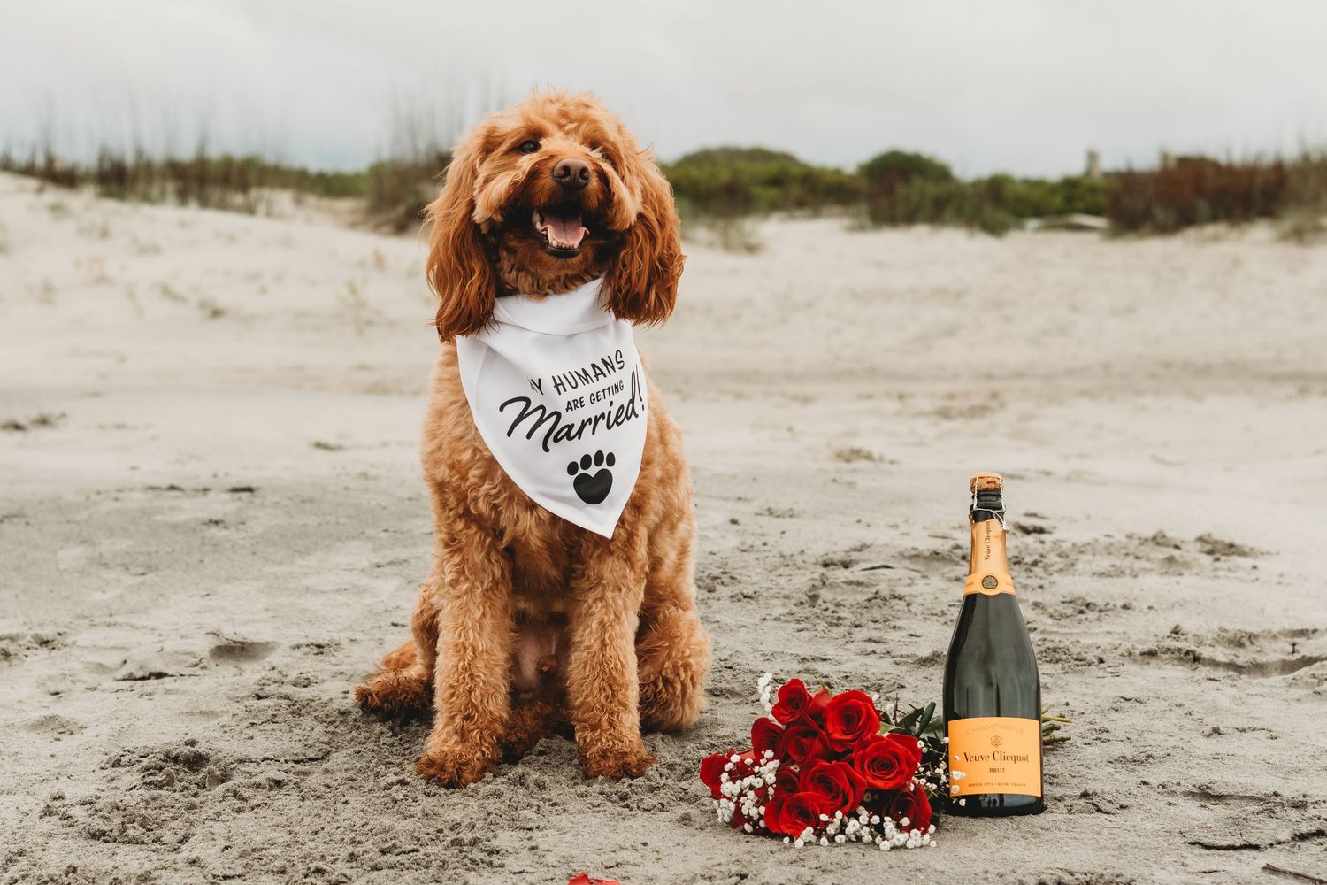 Golden doodle dog wearing a wedding bandana sits on beach with red roses and champagne bottle.