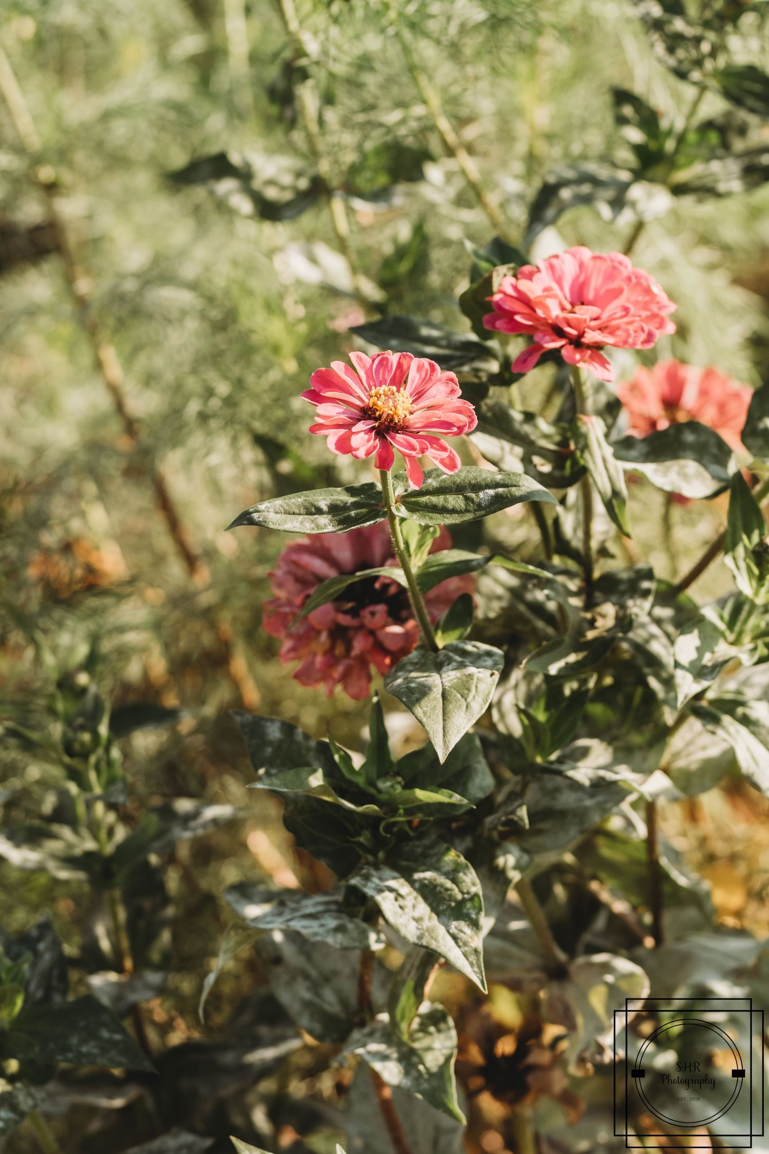 Pink zinnias blooming in garden with soft natural lighting.