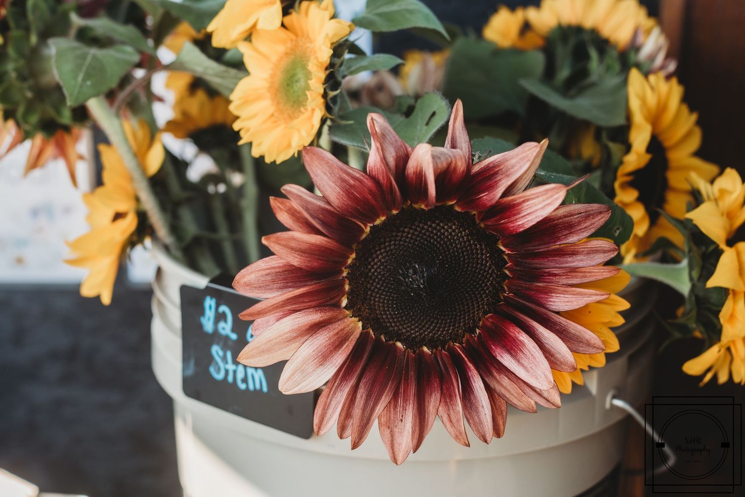 Vibrant sunflowers and burgundy blooms in rustic arrangement.