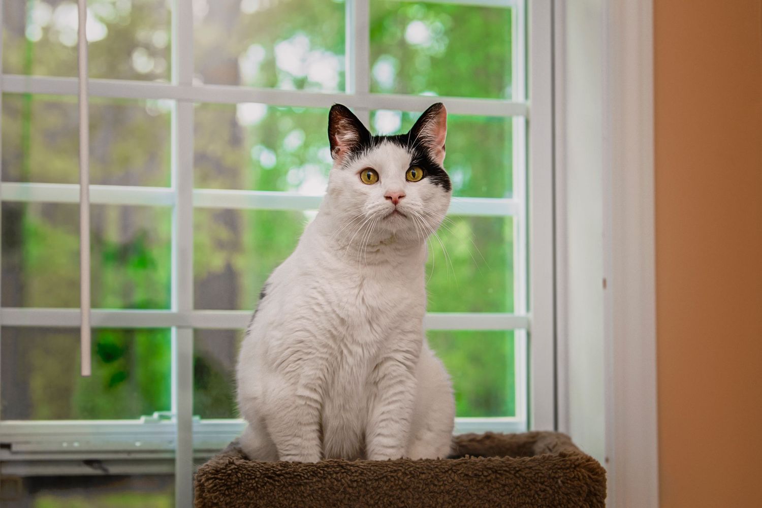 White cat with black markings sitting on a cat tree perch in front of a bright window.