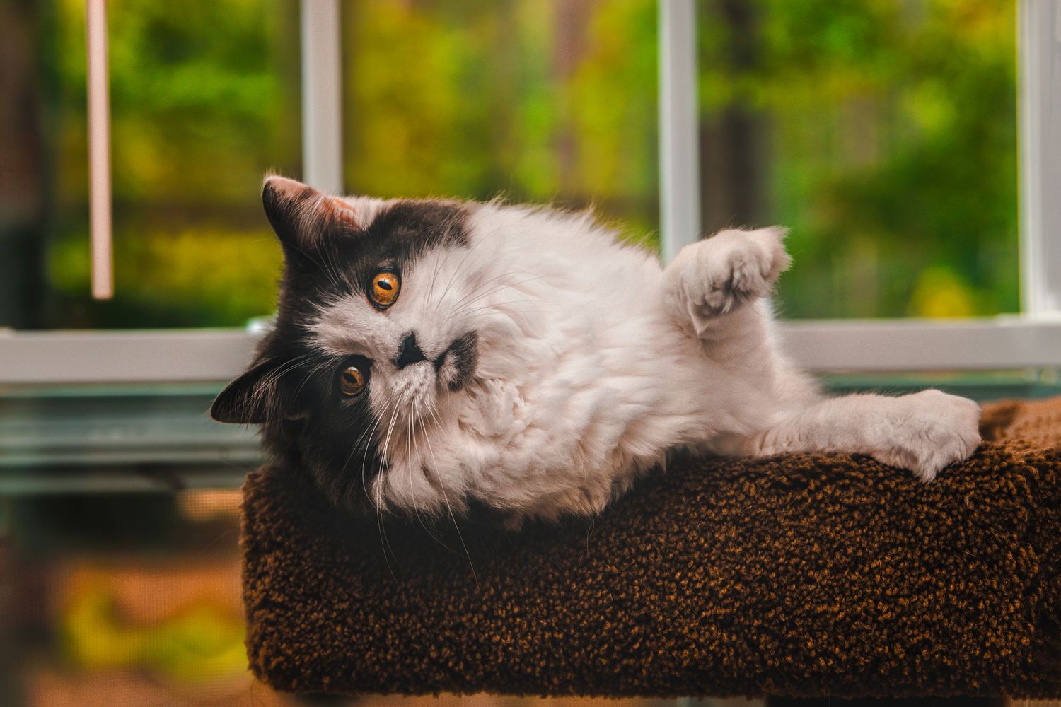 Fluffy gray and white cat lounging playfully on a cat tree near a window.