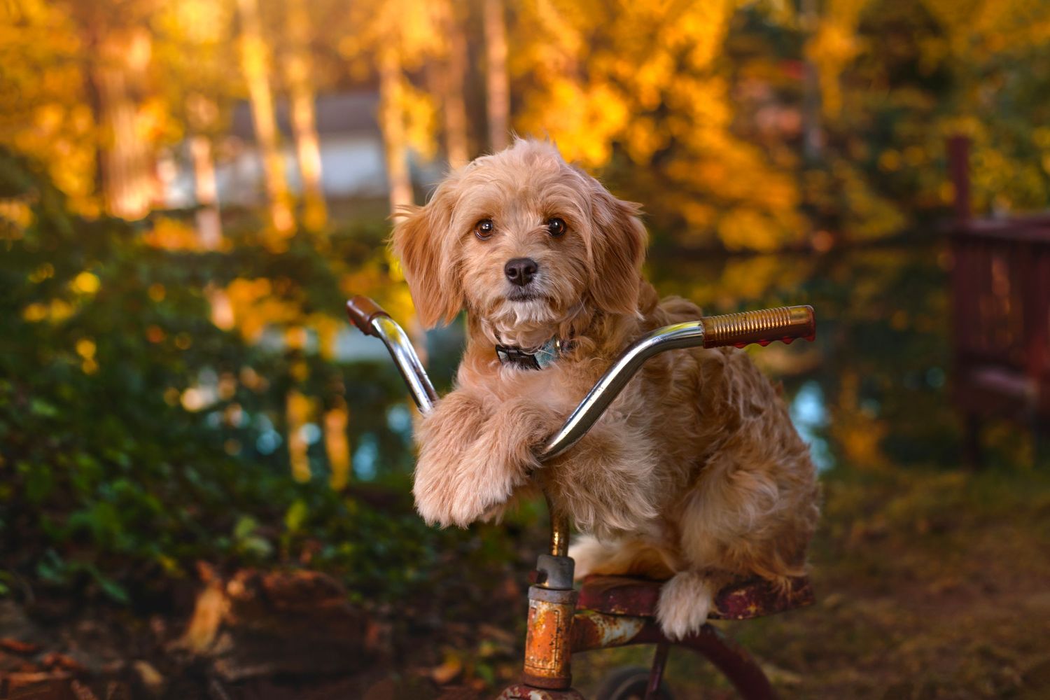 Adorable fluffy golden puppy sitting on a vintage bicycle handlebar outdoors.