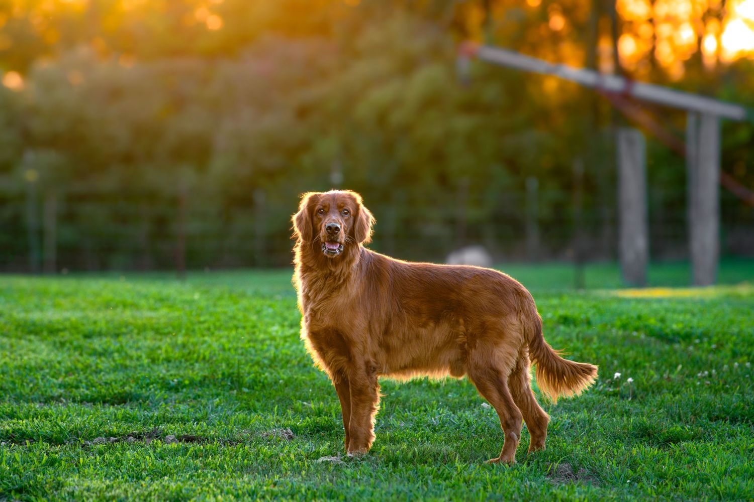 Golden retriever standing on green grass at sunset in a park.