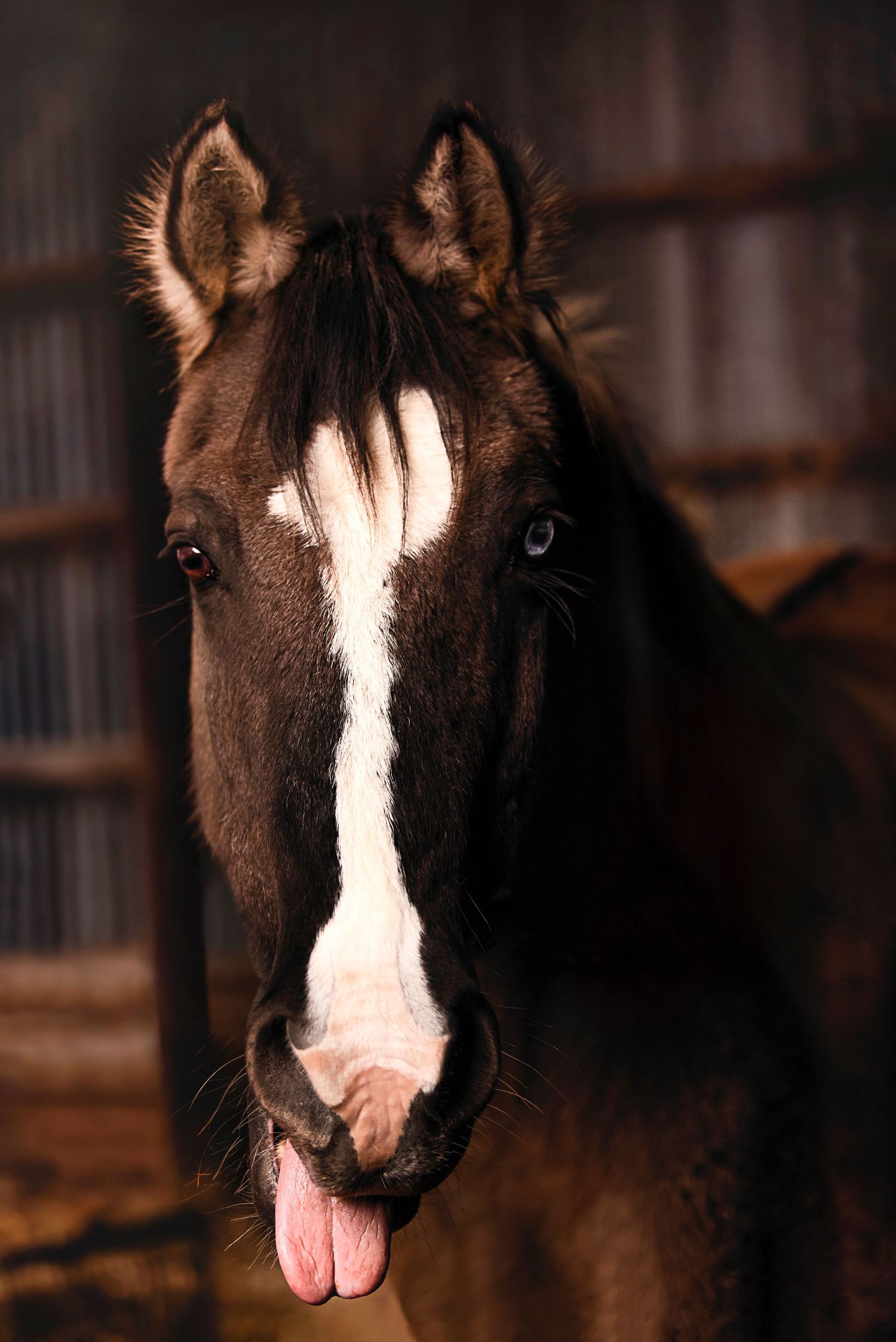 horse picture