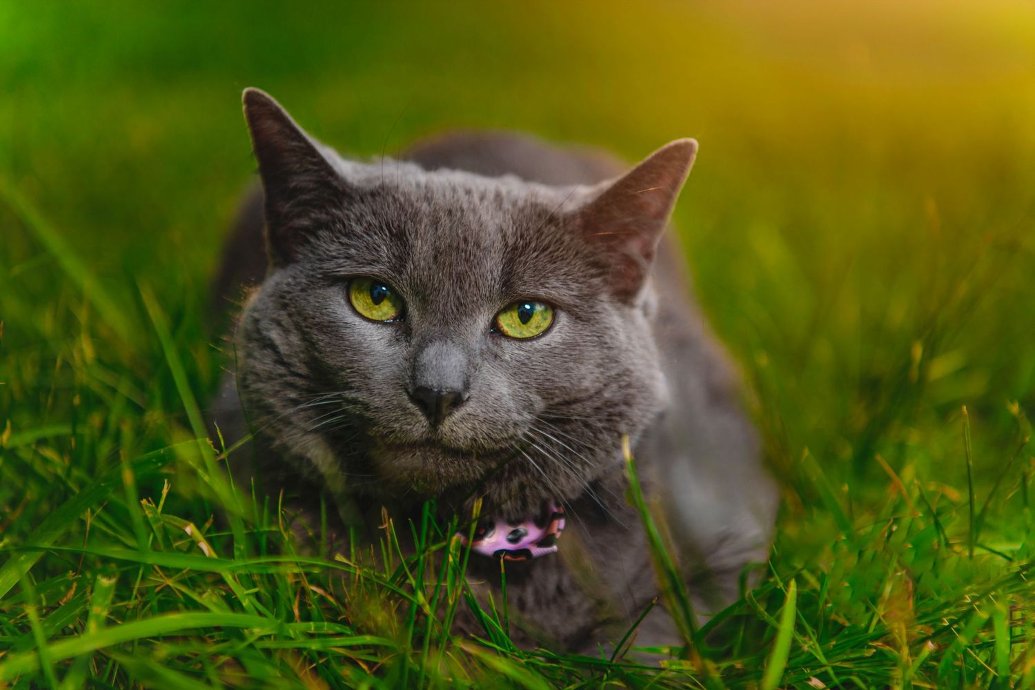 Gray Russian Blue cat with yellow-green eyes lying in lush green grass outdoors.