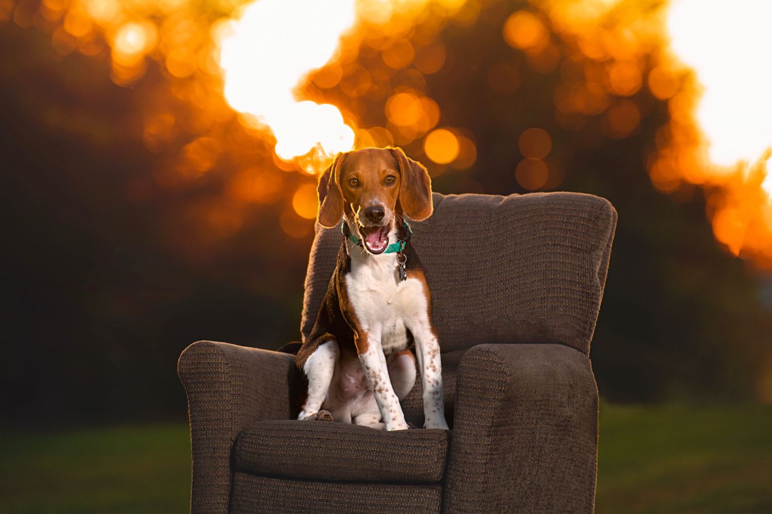 beagle on recliner during golden hour outside