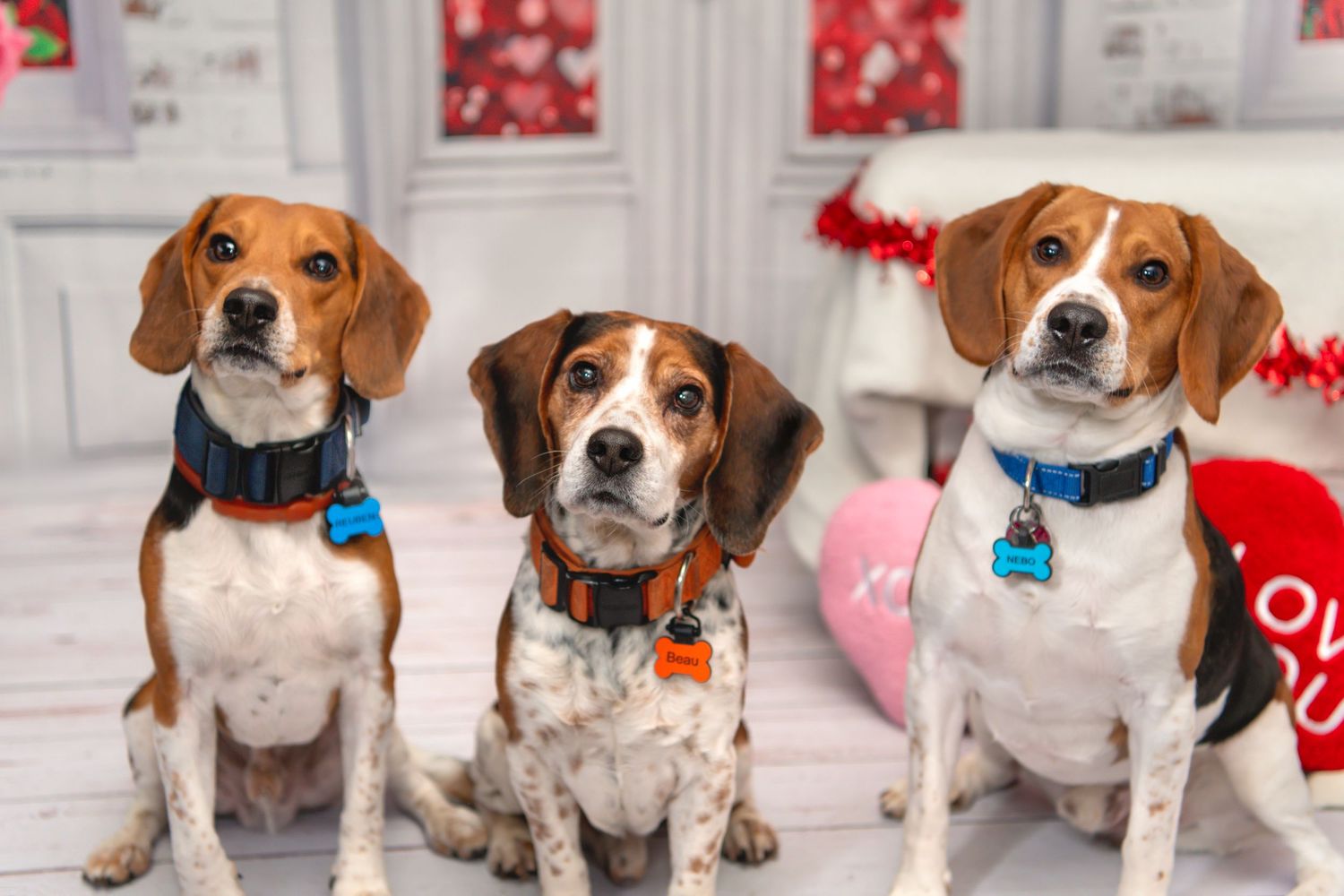 3 beagles looking at camera valentines day
