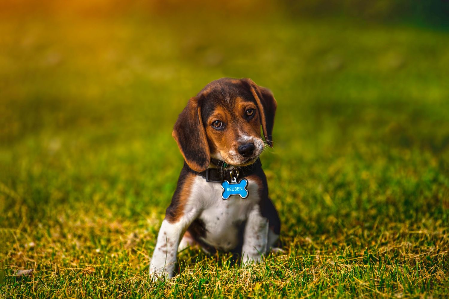 Beagle puppy sitting on green grass wearing a blue bone tag collar.
