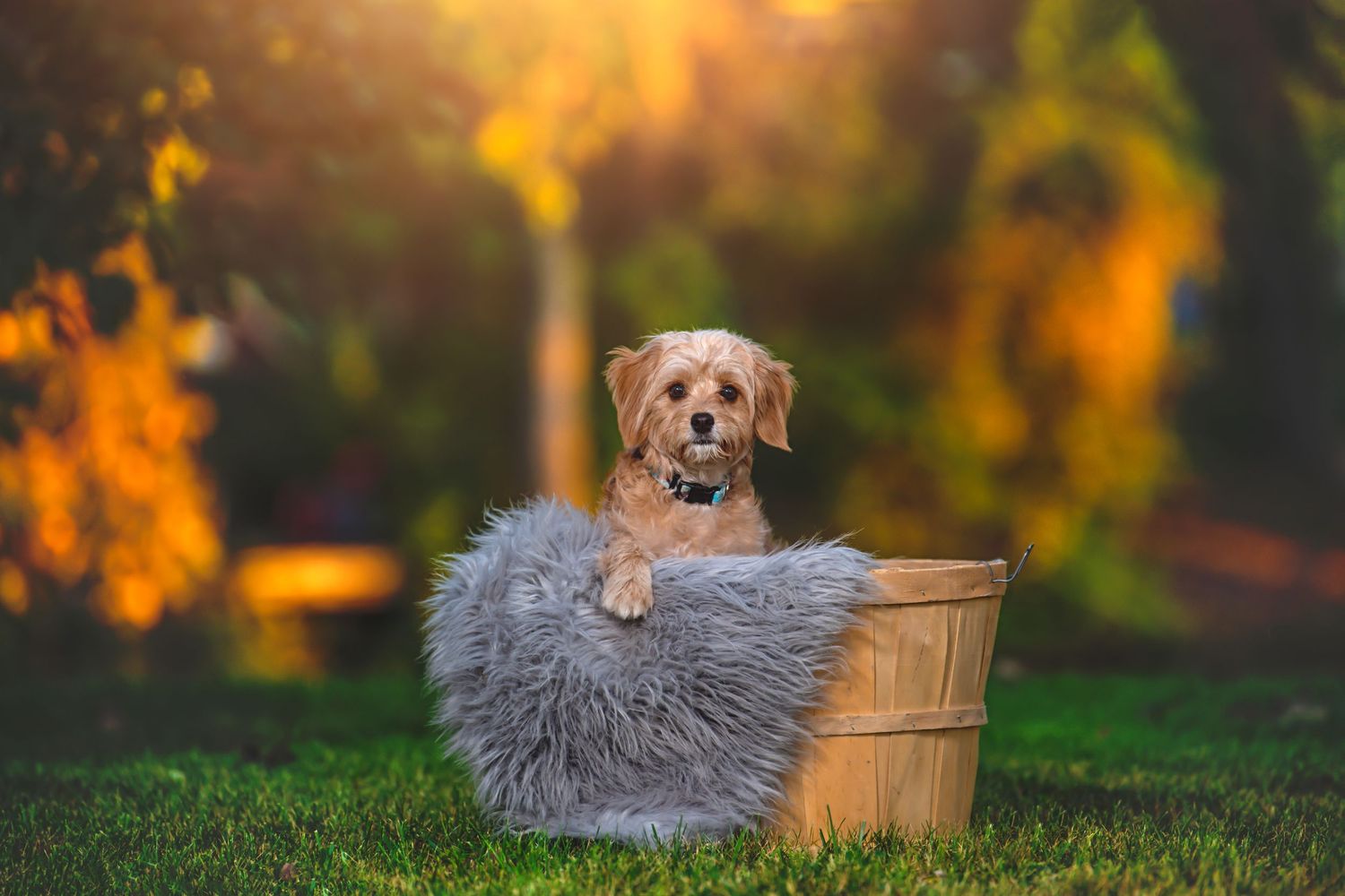 small dog in basket