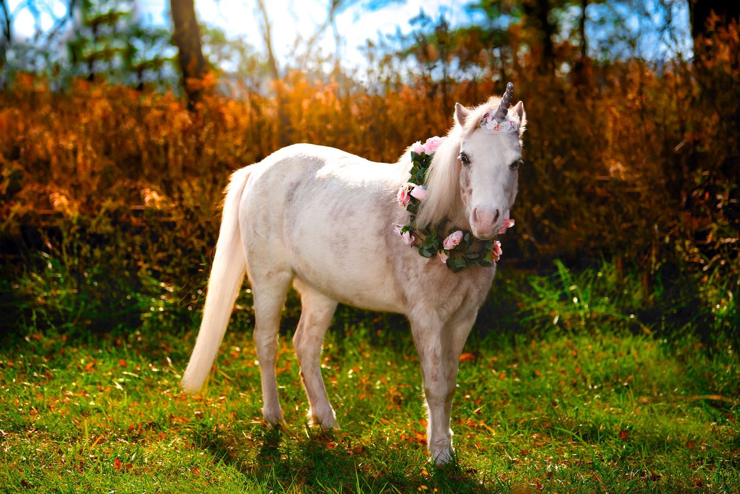 horse unicorn
