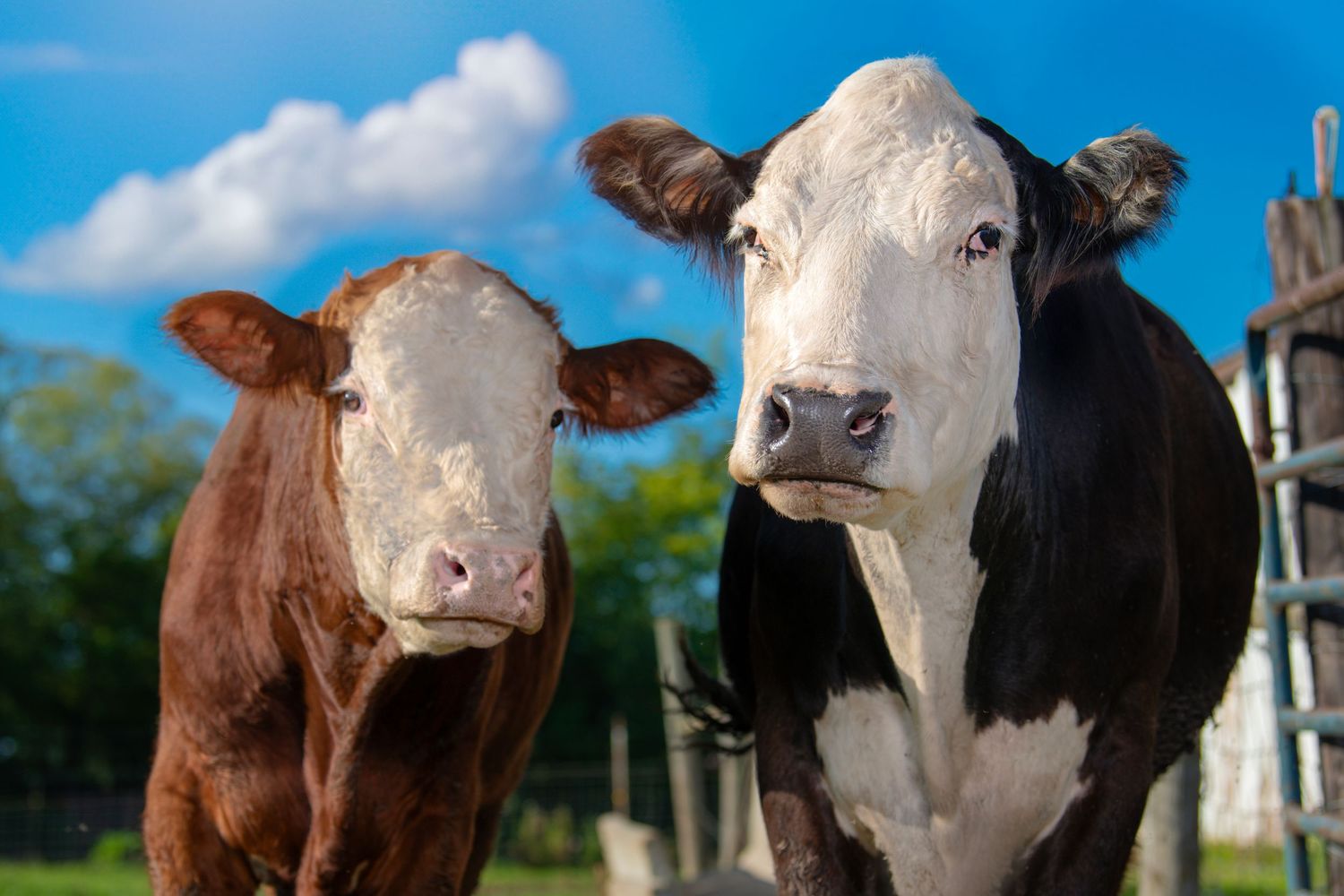 Two cows, one brown and one black and white, looking at camera on a farm.