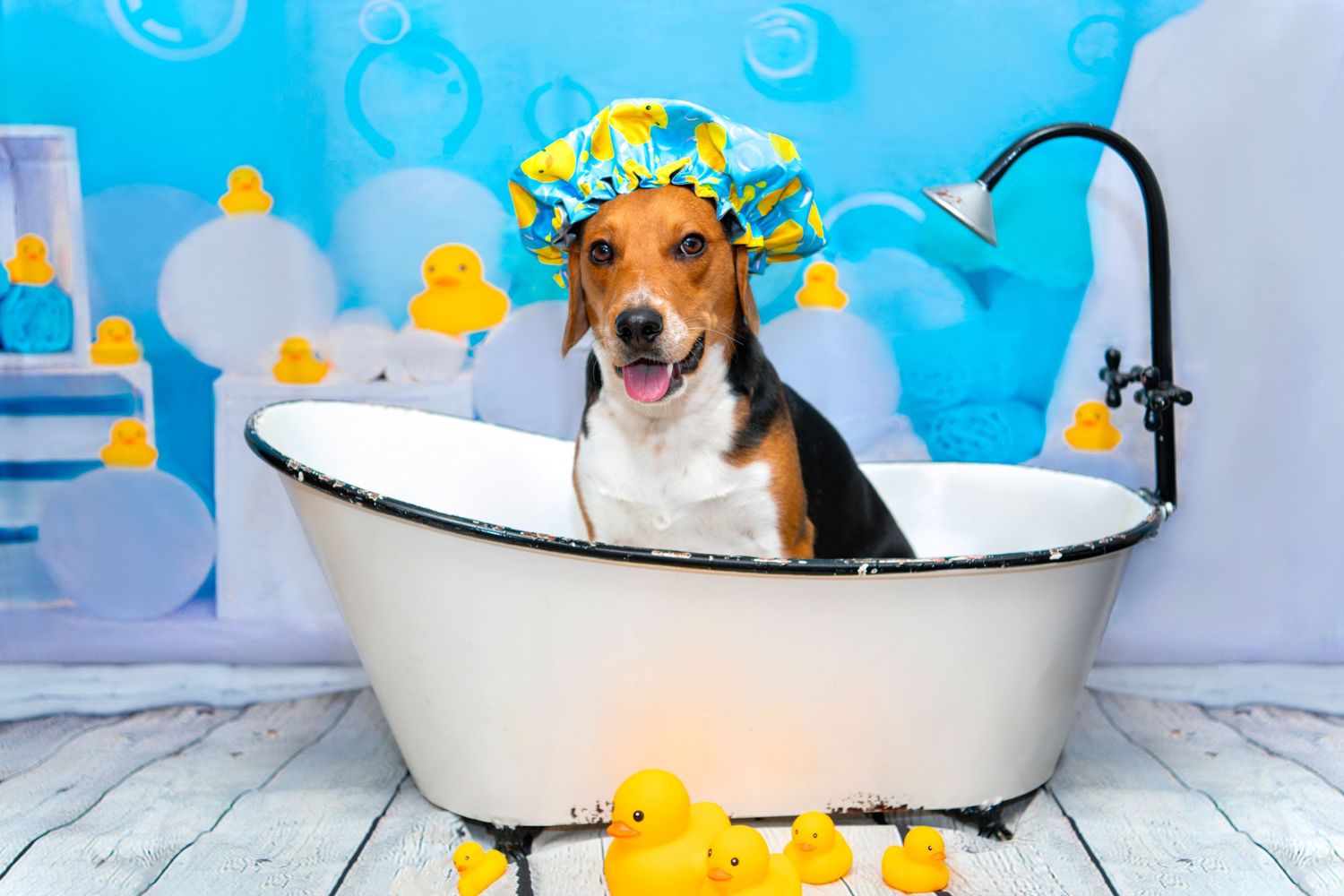 beagle in bathtub with shower cap photoshoot