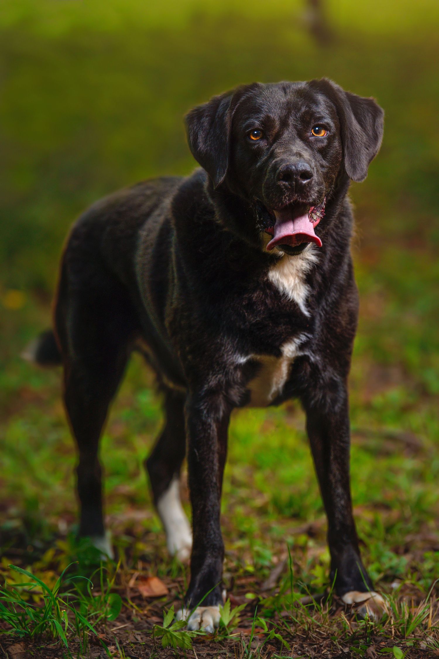 Black Labrador mix dog standing on grass with tongue out in natural setting.