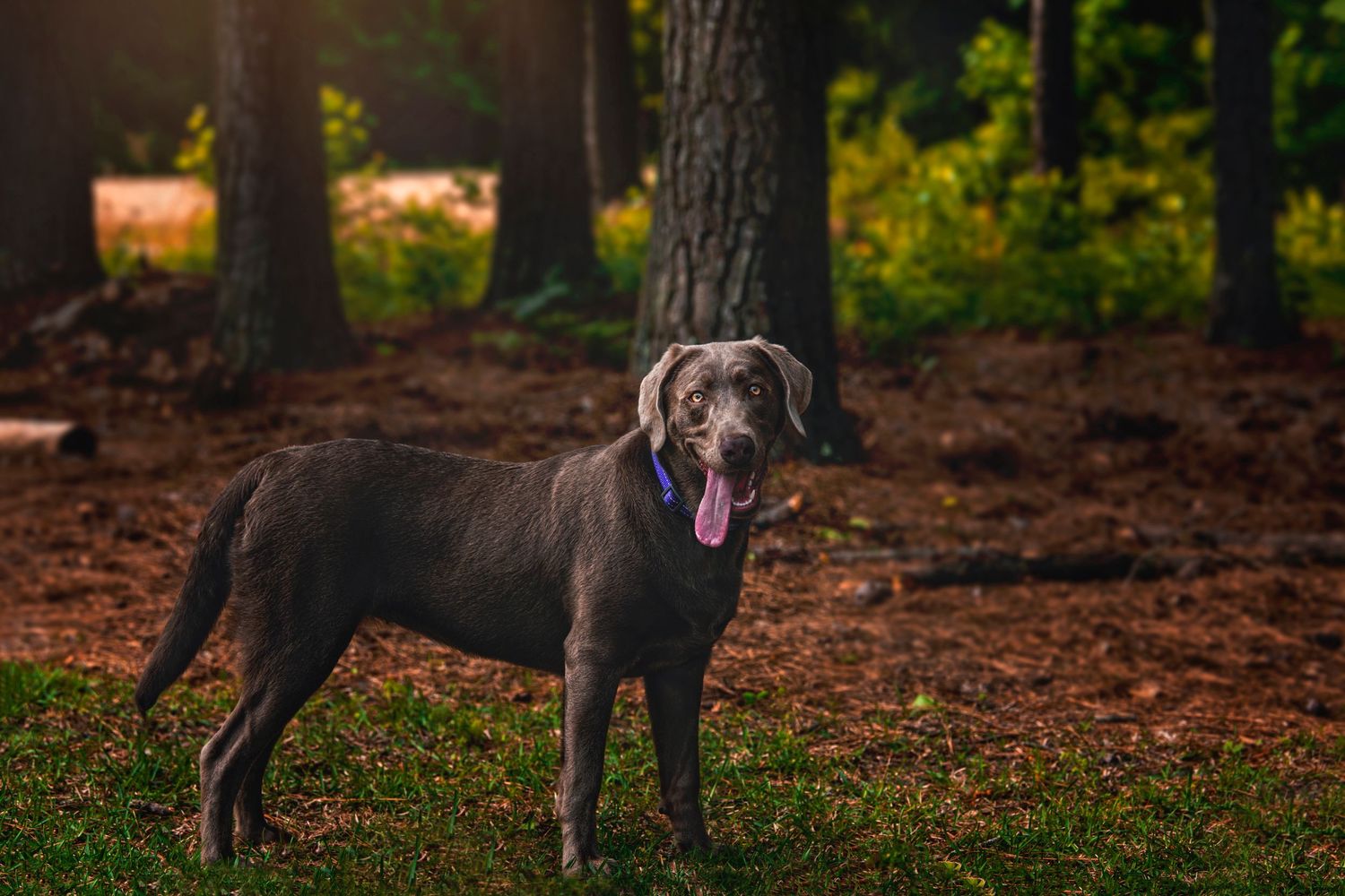 Silver Labrador Retriever standing in a sunlit forest with tongue out.