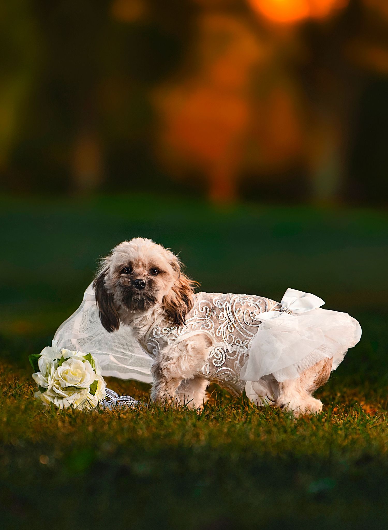 dog wedding bride