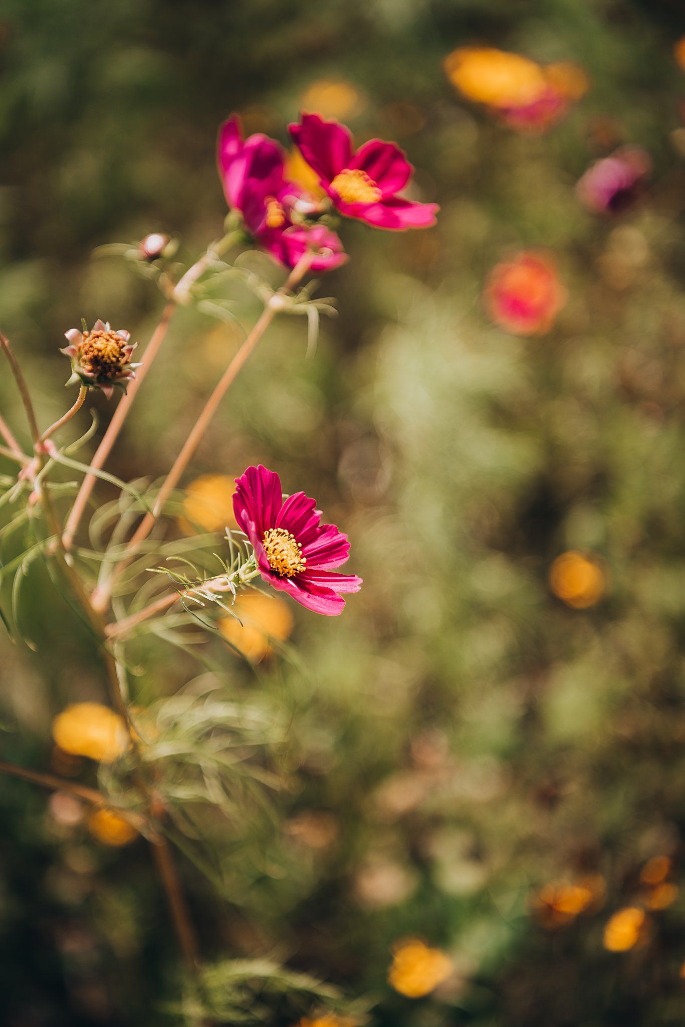 Vibrant pink cosmos flowers in bloom with soft bokeh background effect.