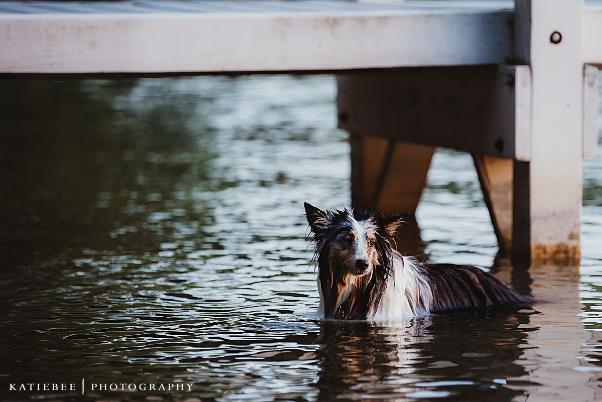 A black and white Sheltie dog swimming in water near a dock.