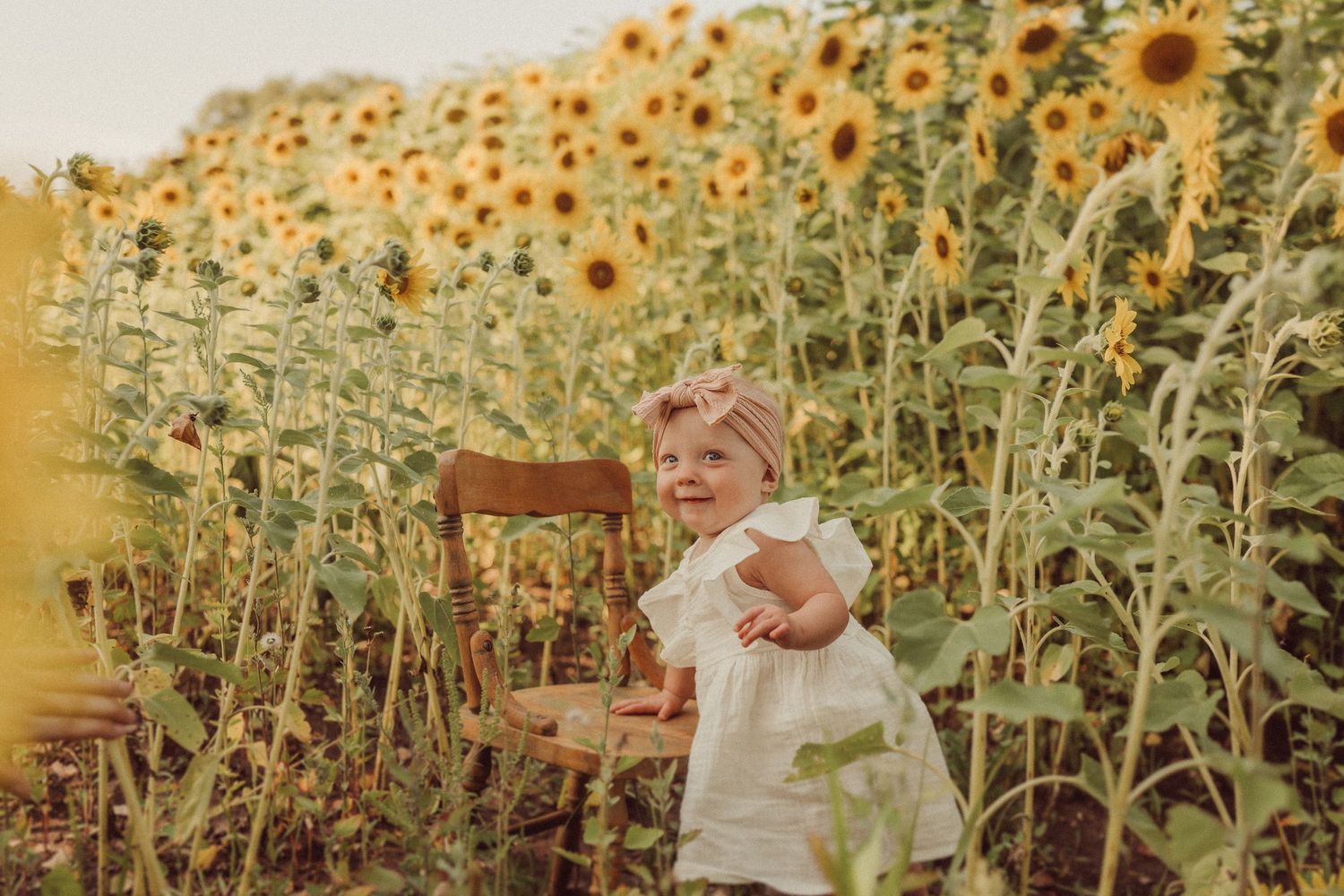Small child in white dress sitting on wooden chair in sunflower field.