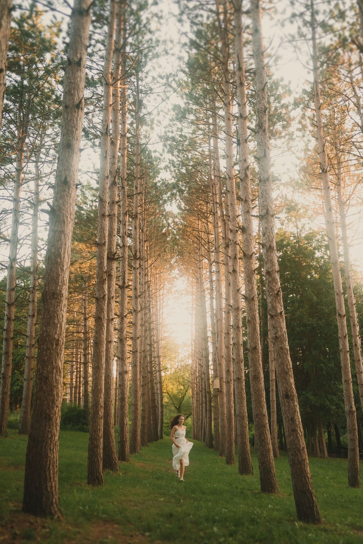 A lone figure in white stands in a towering avenue of pine trees illuminated by golden sunlight.