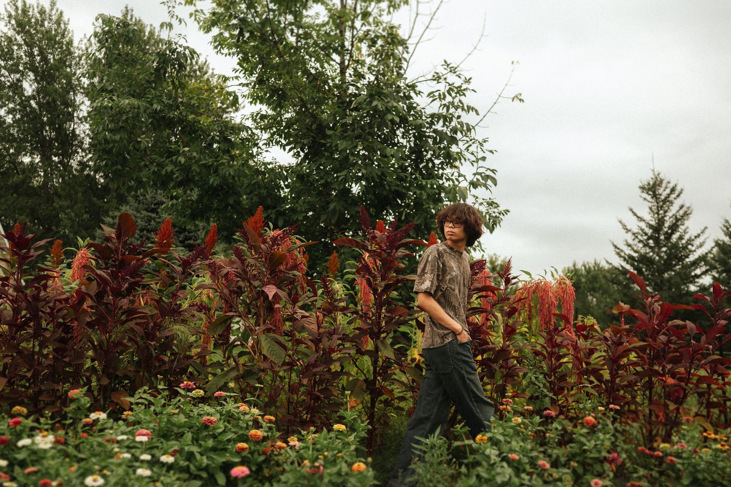 A row of vibrantly blooming red flowers growing in a garden with tall evergreen trees in the background.